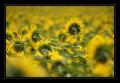 Sonnenblumenfeld #7931 Sonnenblumenfeld #7931