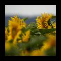 Sonnenblumenfeld #7945