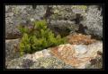 Heidelbeere #7393 Heidelbeere #7393