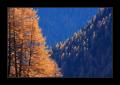 Baum Bergwald #1982