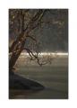 Baum See #4635
