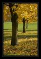 Herbst Baum #5240