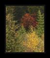 Herbst Baum #9590