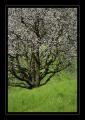 Kirschbaum #3078 Kirschbaum #3078