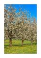 blühende Kirschbäume #31763
