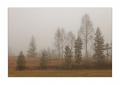 Bäume im Nebel #35783