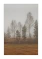 Bäume im Nebel #35784