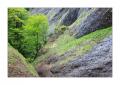 Baum im Fels #32386