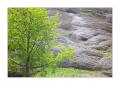 Baum im Fels #32397