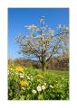 blühender Kirschbaum #31640 blühender Kirschbaum #31640