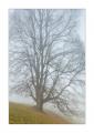 Baum im Nebel #35794