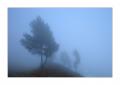 Baum im Nebel #31010