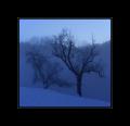 Nebel Baum #12099
