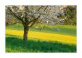 Rapsfeld #5D332935