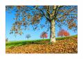 Kirschbaeume #5D309796