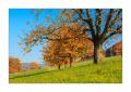 Kirschbaeume #5D309800