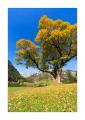 Herbstbaum #16134