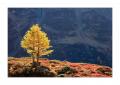 Herbst im Lötschental #31191