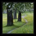 Weg Wiese #3163