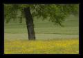 Wiese Baum #6730 Wiese Baum #6730