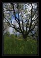 Wiese Baum #6732
