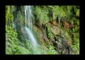 Madeira #20254