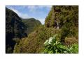 Madeira #20299