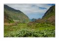 Madeira #20387