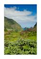 Madeira #20388