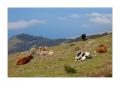 Madeira #20606