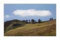 Madeira #20654