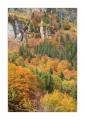 Herbstwald #39926