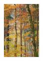 Herbstwald #40056