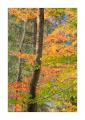 Herbstwald #40058