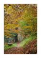 Herbstwald #35667