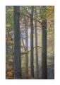 Herbstwald #35681