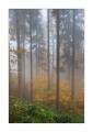 Herbstwald #35692