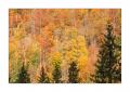 Herbstwald #40079 Herbstwald #40079
