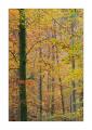 Herbst im Sihlwald #35705