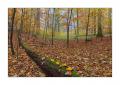 Herbst im Sihlwald #35714