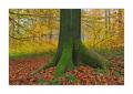 Herbst im Sihlwald #35731