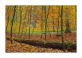 Herbst im Sihlwald #35763