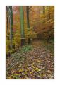 Herbst im Sihlwald #35768