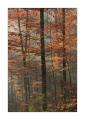 Herbst im Sihlwald #35821