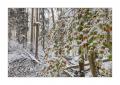 Wintereinbruch im Sihlwald #40090