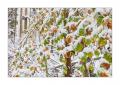 Wintereinbruch im Sihlwald #40093