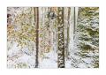Wintereinbruch im Sihlwald #40100