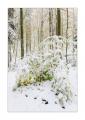 Wintereinbruch im Sihlwald #40110