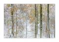 Wintereinbruch im Sihlwald #40118