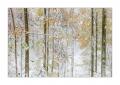 Wintereinbruch im Sihlwald #40120